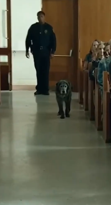 14 The Criminal Held in Court—And the Dog He Saved Years Ago Walked In, Staring Until the Entire Room Broke Down