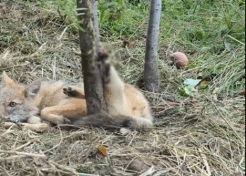 C0312004 After falling into hunter trap, fox was found wire wrapped around its back leg.