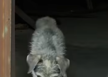 24 He Smashed the Rusted Warehouse Door Open – And What Stepped Out Left Him Frozen in Place