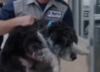 27 A Father’s Sudden Arrest Revealed a Truth No One Expected — And It Left Officers in Tears