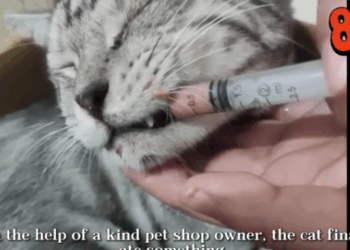 C0112005_The creature fighting for its final breath #rescue #urgent_part2