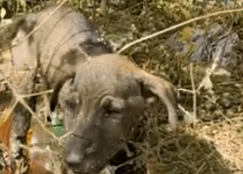 C0312005 Screaming Puppy Covered in Solid Tar is Rescued in Painful Ordeal