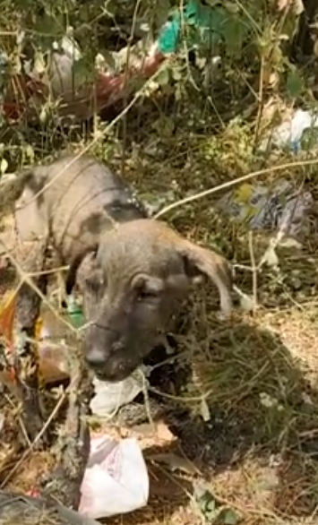 C0312005 Screaming Puppy Covered in Solid Tar is Rescued in Painful Ordeal