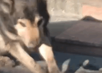 C0312006 Rescuing Stray Dog Bone Stuck in Its Mouth