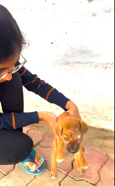 C0312007 Street Puppy whose eye popped out is rescued