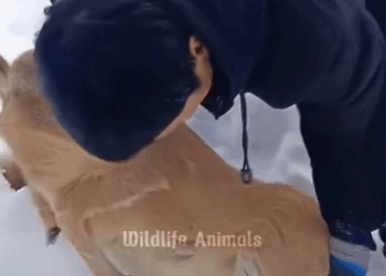 C0312009 poor baby deer lying in snow #babydeer #deer #deertiktok #anima…