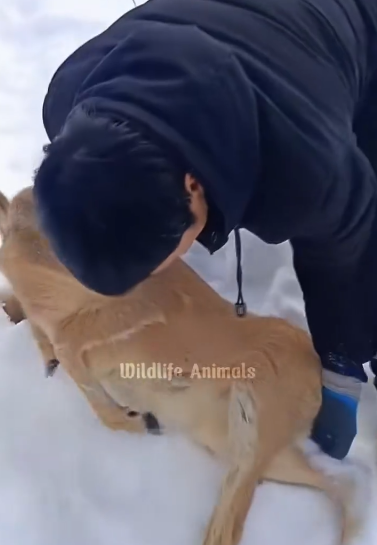 C0312009 poor baby deer lying in snow #babydeer #deer #deertiktok #anima…