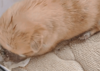 C0312011 Rescue abandoned puppy then #fyp #rescue #animals #dog #puppy