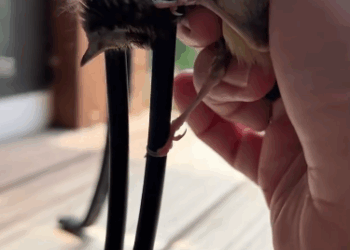 C0312012 Rescue poor sparrow then #fyp #rescue #animals #sparrow #bird