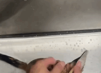 C0312013 Rescue an injured fox then #rescue #animals #fyp #fox