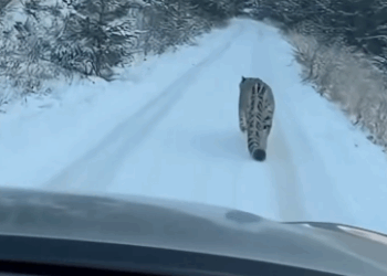 C0312014 Saved Family of Snow Leopard #leopard #rescue #wholesome #snowleo…