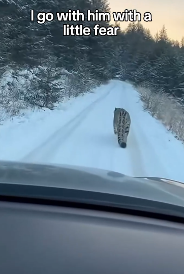 C0312014 Saved Family of Snow Leopard #leopard #rescue #wholesome #snowleo…