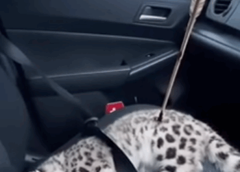 C0312015 snow leopard came to my door.#fpy #rescue #snowleopard #rescue #ani…