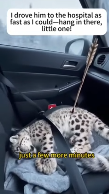 C0312015 snow leopard came to my door.#fpy #rescue #snowleopard #rescue #ani…