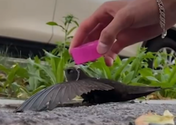 C0412001_Man revives heat stricken bird #animal #rescueanimals #animallover