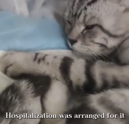 C0112006_The tiny soul trapped in heartbreaking pain #save #helpnow_part2