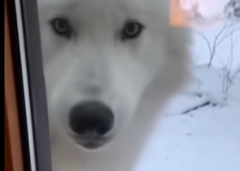 C0412002_Helped Wolf Rescue Her Pups See What Happens Next #fyp #Wolf #a…