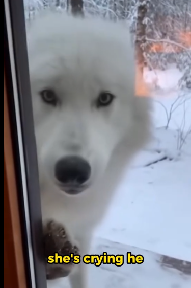 C0412002_Helped Wolf Rescue Her Pups See What Happens Next #fyp #Wolf #a…