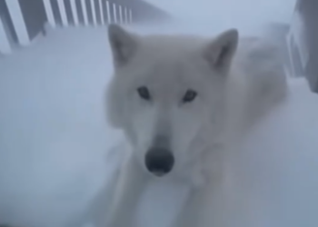 C0412003_Helped Wolf Rescue Her Pups See What Happens Next #fyp #Wolf #a… (1)