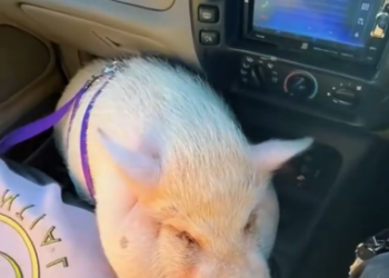 C0412004_Rescued pig fell off pickup truck #pig #lovestory #rescuea…
