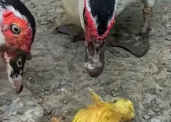 C0412005_Rescue adopt newborn baby duck #rescue #animals #cutebaby #baby…