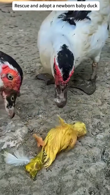 C0412005_Rescue adopt newborn baby duck #rescue #animals #cutebaby #baby…