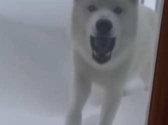 C0412006_Helped Wolf Rescue Her Pup See What Happens Next #fyp #Wolf #an…