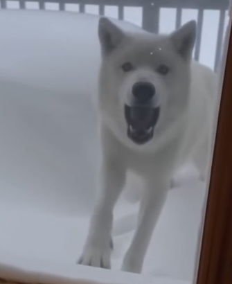 C0412006_Helped Wolf Rescue Her Pup See What Happens Next #fyp #Wolf #an…