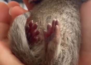 C0412007_My dog founds tiny otter #animals #animalsoftiktok #animallover #re…