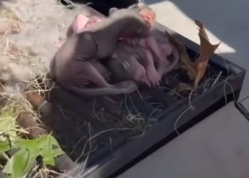 C0412008_family found tiny squirrel nest #animals #animalsoftiktok #ani…