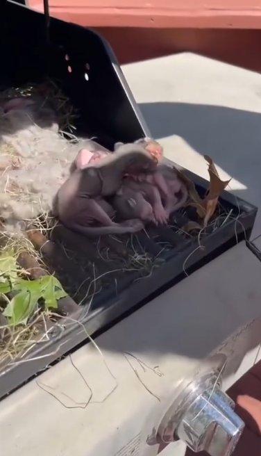 C0412008_family found tiny squirrel nest #animals #animalsoftiktok #ani…