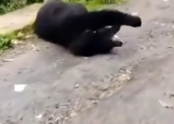 C0412009_Man rescue poor bear electric shock #animals #animalsoftiktok #a…