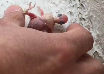 C0412010_tiny bird fell through my window #animals #animalsoftiktok #animall…