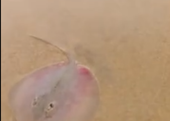 C0412011_Man rescues stranded baby stingray releases it #animals #animalso…