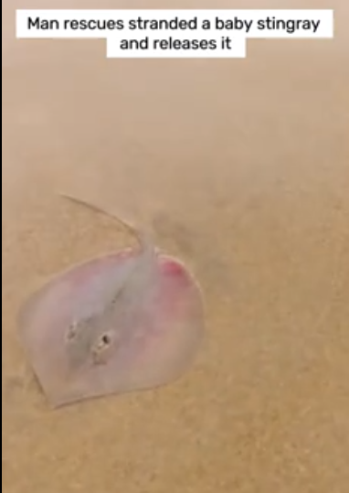 C0412011_Man rescues stranded baby stingray releases it #animals #animalso…