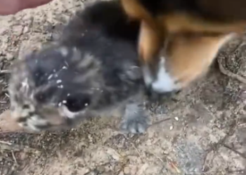 C0412012_My dog found tiny kitten adopted it #animals #animalsoftiktok…