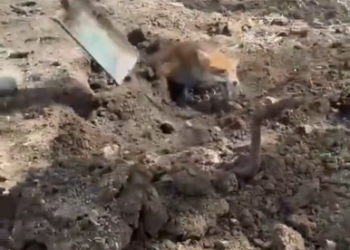 C0412013_Man rescues poor fox landslide #animals #animalsoftiktok #animal…