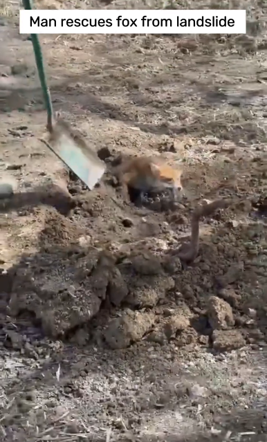 C0412013_Man rescues poor fox landslide #animals #animalsoftiktok #animal…