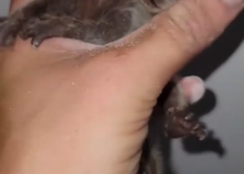 C0412014_adopted tiny raccoon got stuck in my wall #animals #animalso…