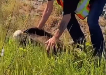 C0412015_Man finds rescues an injured eagle #animals #animalsoftiktok #ani…