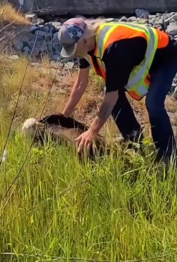 C0412015_Man finds rescues an injured eagle #animals #animalsoftiktok #ani…