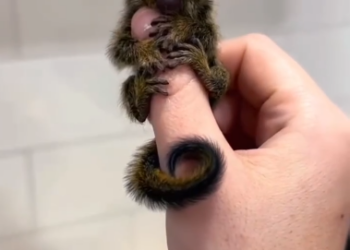 C0412016_Man adopts tiny monkey then #animals #animalsoftiktok #animallo…