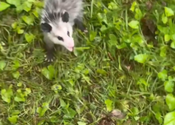 C0412017_Man found baby opossum lost its mother #animals #animalsoftiktok #a…