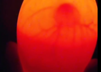 C0412018_Man found an egg in garden hatched it #animals #animalsoftikt…