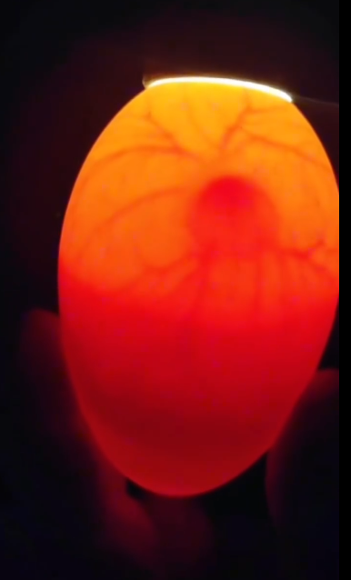 C0412018_Man found an egg in garden hatched it #animals #animalsoftikt…