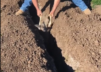 C0412019_Thank god baby kangaroo met man in time #animals #animalsoftikto…