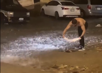 C0412020_Man gets amazing gift after rescuing mother Opossum #animals #animals…