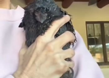 C0412021_My dogs found an injured crow #animals #animalsoftiktok #animallover