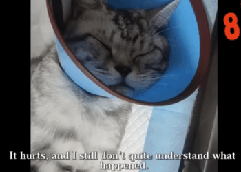 C0112008_The helpless one fading away slowly #rescueteam #hope_part2