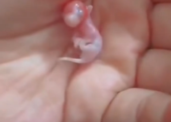 C0412022_It not easy being mother to tiny sugar glider #animals #anim…